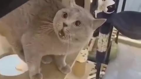 Funny Animal video