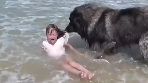 AMAZING_Dog_Rescues_Little_Girl_From_Ocean!(720p)