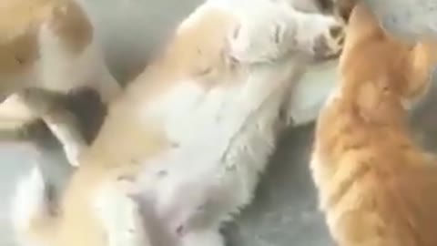 Dog vs cat