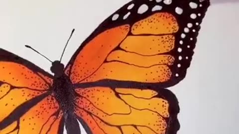 Butterfly drawing