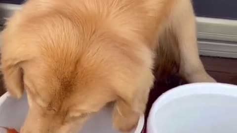 The dog is changing water for his goldfish. #dog #funny