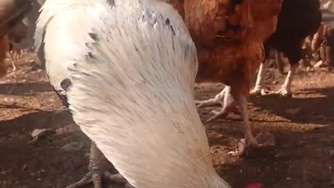 Hen Feeding in Village