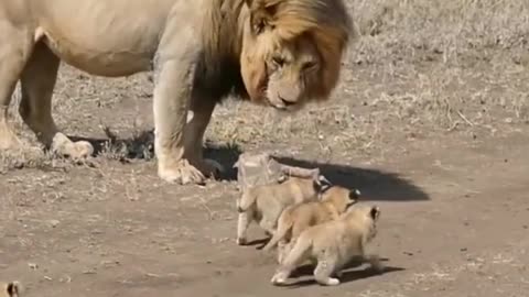 Cute lion cub meet has father