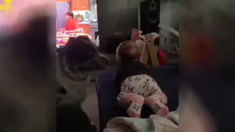 "Adorable Babies 👶 👶 and Hilarious Dogs 🐶 : Funny Videos Guaranteed to Make You Smile!"