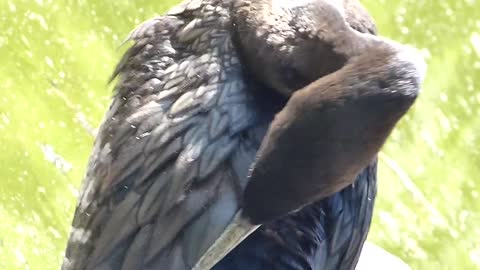 cormorão fauna brasileira BIGUÁS CLOSE brazilian animals animais silvestres bichos selvagem brasil