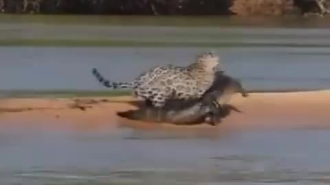 Jaguar hunt a crocodile like a chicken