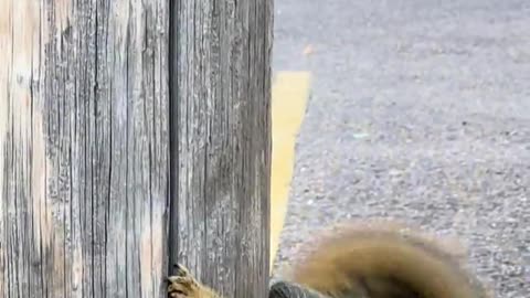 😨 Funny | Squirrel Scares: Tales of the Terrifying Squirrel! | FunFM