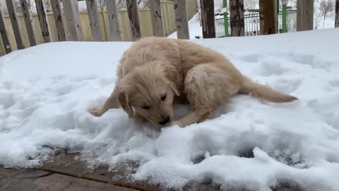 ADORABLE GOLDEN RETRIEVER PUPPY! *1 minute stress relief video*