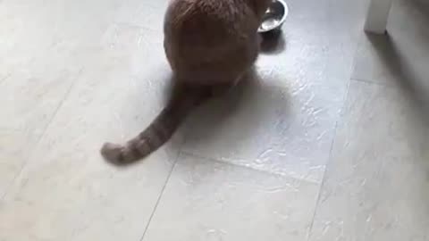 Human, My Bowl Is Empty, Cat Need Food