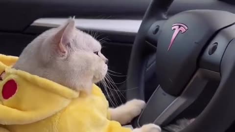 Cute cat driving car 🐈🐈🐈