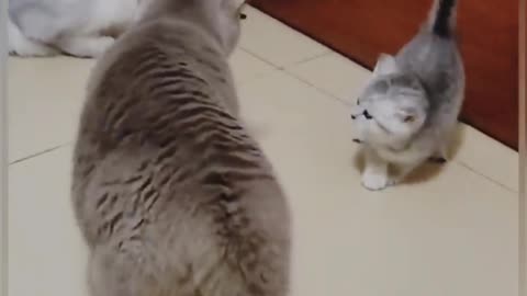 Cat Funny Video