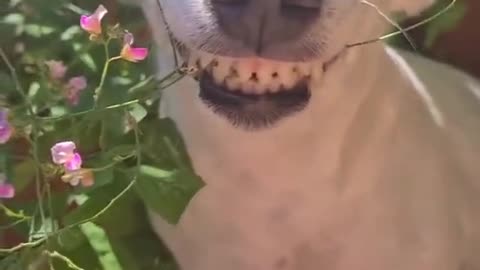 Dog Smiling Funny Video