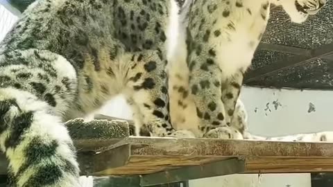 The Hidden Game of the Young Vs Old Snow Leopard