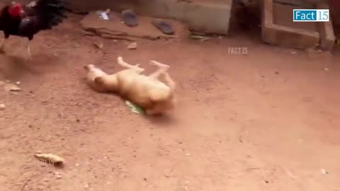 इन जानवरों से पंगा ना बाबा ना 🤣😜.... Funny Animals Video 2022.