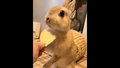 Little rabbit likes to eat vegetables