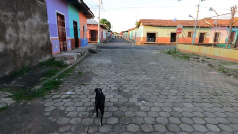 Walking Dogs in the City in Leon Nicaragua | Vlog 26 October 2022