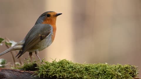 European robin