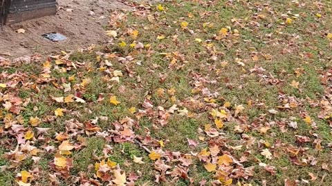 Forrest Rose Cemetery in Lancaster, Ohio and 1776 Rev War Vet 10/26/23