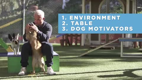 HOW TO TEACH A DOG ANYTHING! With Cesar Millan!