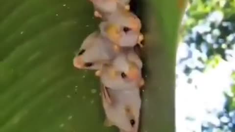 Have you ever seen a Honduran white bat before #shorts #viral #shortsvideo #video