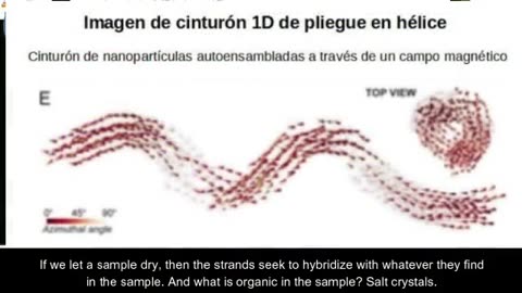 Hibridacion Humana, vacuna covid 19, asi funciona