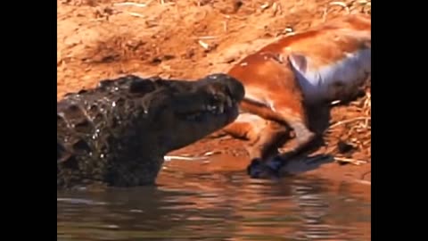 MONSTER NILE CROCODILE SWALLOWS IMPALA HEAD