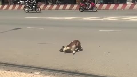 Dog with strange expression on the street