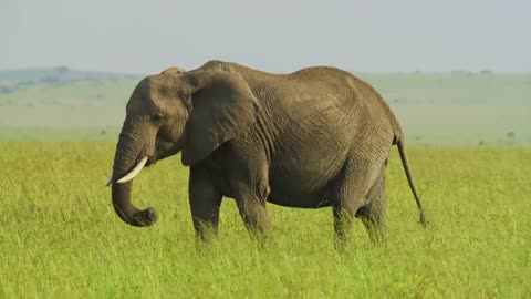 AFRICA The Lost Continent in 8K ULTRA HD - 15of19