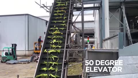 Complete Sweet Corn Processing Line for Cobs, Cobettes and Cut Kernels