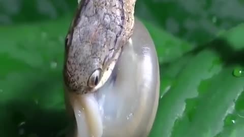 The snakes attack the snail and then surprise