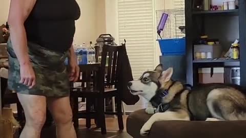 Back Talking Husky Having an Argument