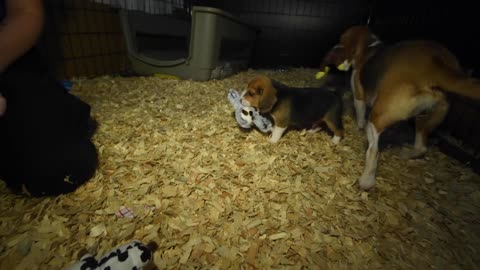 Mother and pup receive first toys ever! (4,000 research beagles)