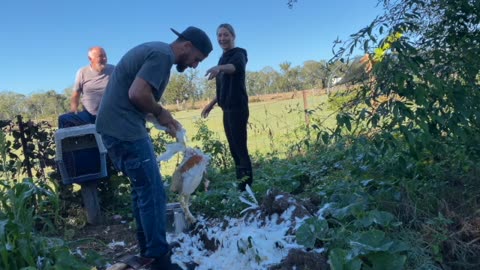 I Killed And Cooked A Rooster - Paddock To Plate