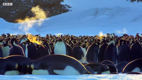 Baby Penguin Tries To Make Friends | Snow Chick: A Penguin's Tale | BBC Earth