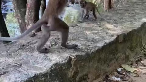 WHAT IS HE DOING? | Monkey Walk | Krabi | Ao Nang | Thailand | Family Travel