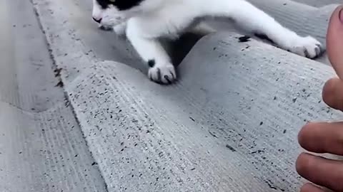 Man Saves Kitty From Slippery Roof