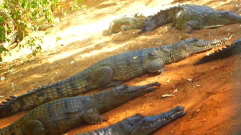 Australian Freshwater Crocodile