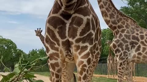 I fell in love with giraffes