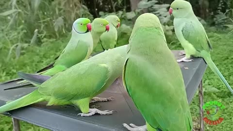 Ringneck Parrot Videos Compilation