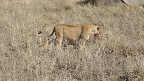 Enjoy with nature and lions