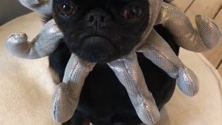 Adorable pup models funny octopus hat