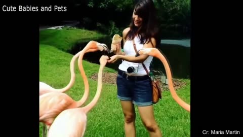 Funny Animals Scarring And Chasing People 2023 Compilation