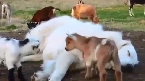 Goat fun with dog #shorts #shortvideo #video #virals #videoviral