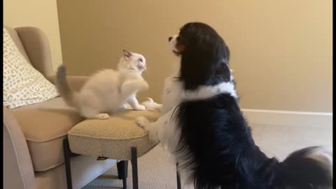 Cute Cavalier pretends to box adorable Ragdoll kitten