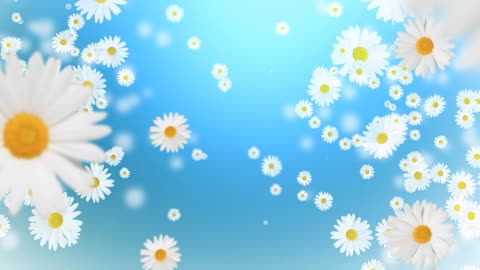 looping drop small daisy flower looping background hd video