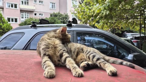 Very meticulous and cute street cat