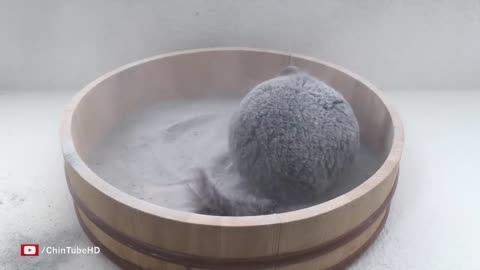 Epic Chinchilla Dust Bath in 4k Ultra High Definition!