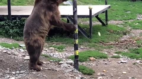 Smart Bear Gets Its Treats