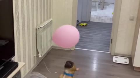 Exercising a Frenchie is Easy with Balloons