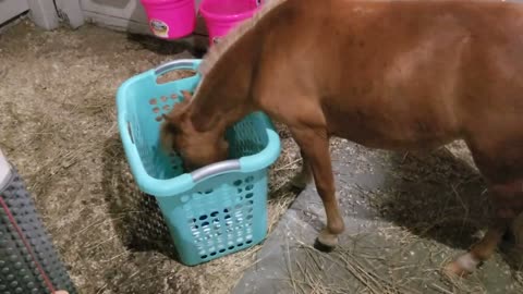 Clothes Basket Adventure